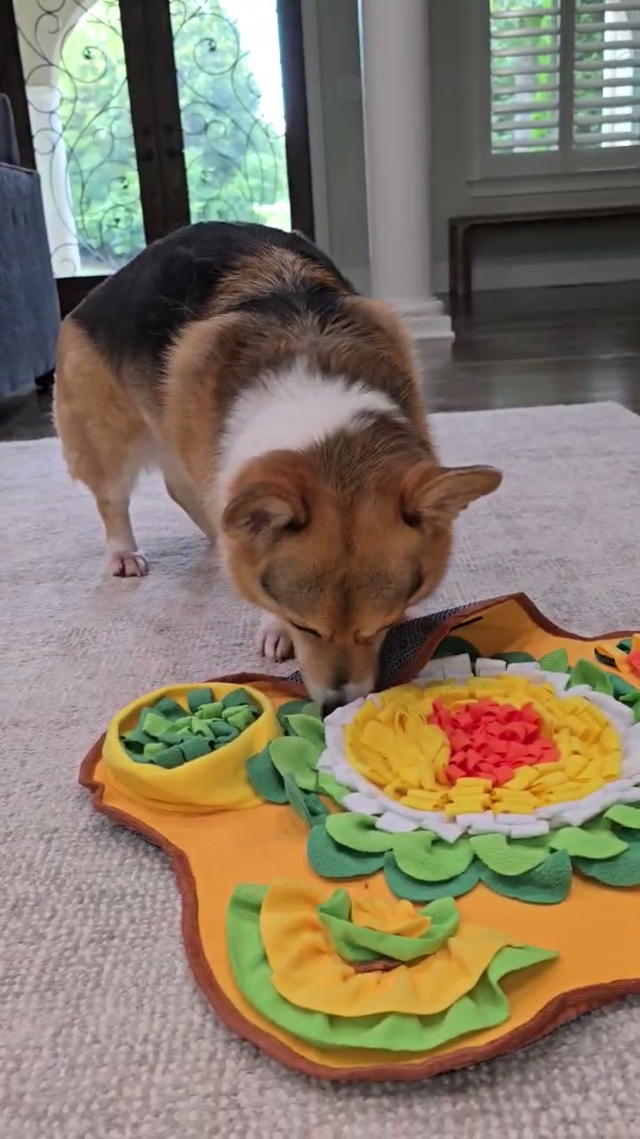 Bear sniffing across the snuffle mat's fleece petals and side pockets, hunting for the last of the kibble.
