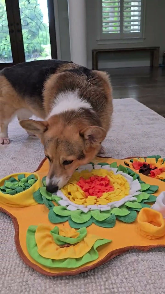 A corgi nosing through the fleece petals of a yellow flower-shaped snuffle mat on a living room floor, hunting for hidden kibble.