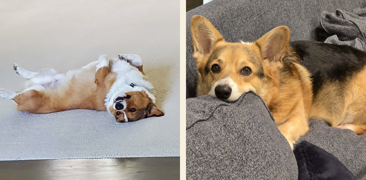 Finn and Bear, two Pembroke corgis. On the left, Finn, red and white, lies on his back on a pale rug with his paws in the air. On the right, Bear, tricolour, rests his chin on the arm of a grey sofa and looks at the camera.