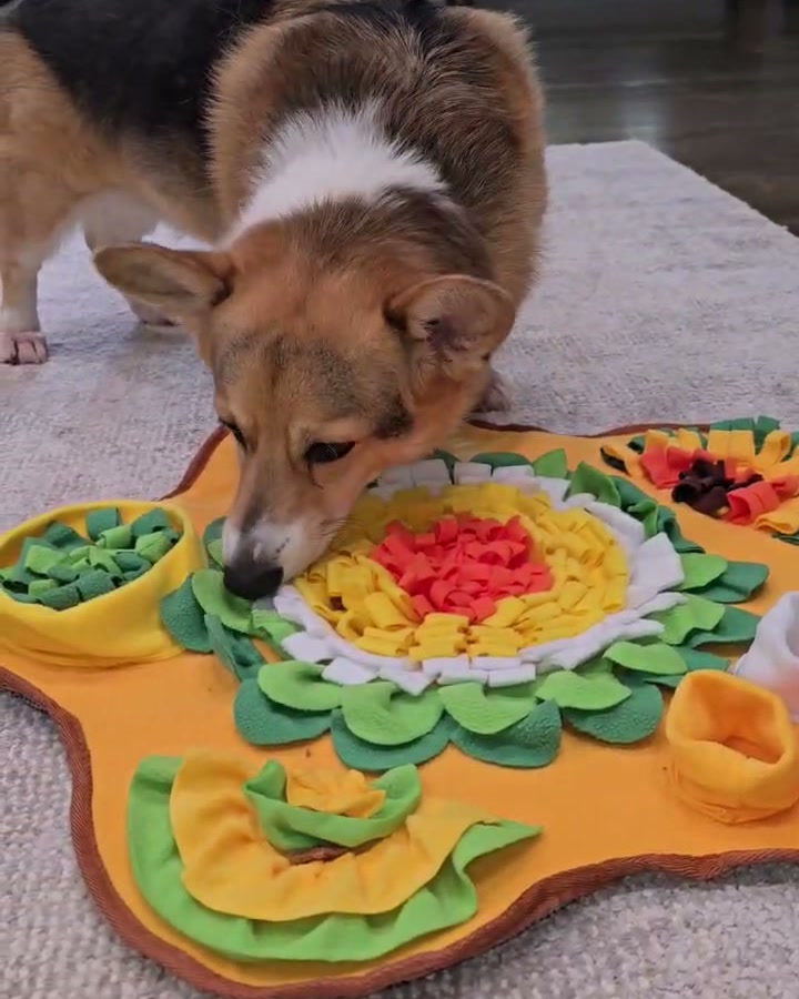 Bear, a Pembroke corgi, nose-down in the yellow flower-shaped snuffle mat, working kibble out of the red and yellow fleece petals at its centre.