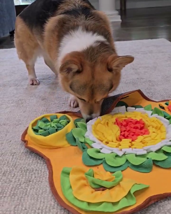 Bear, a Pembroke corgi, standing on a pale rug with his nose pressed into a yellow flower-shaped snuffle mat, hunting for kibble.